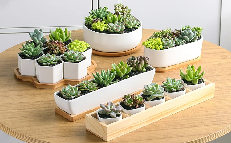 Long Rectangle White Ceramic Succulent Planter Pot with Bamboo Tray