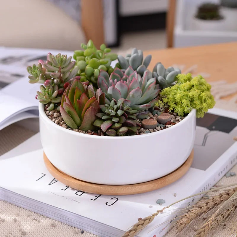 Round White Ceramic Succulent Planter Pot