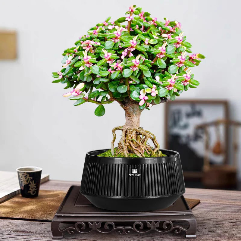 Meshpot Bonsai Pots with Drainage Tray and Excellent Airflow