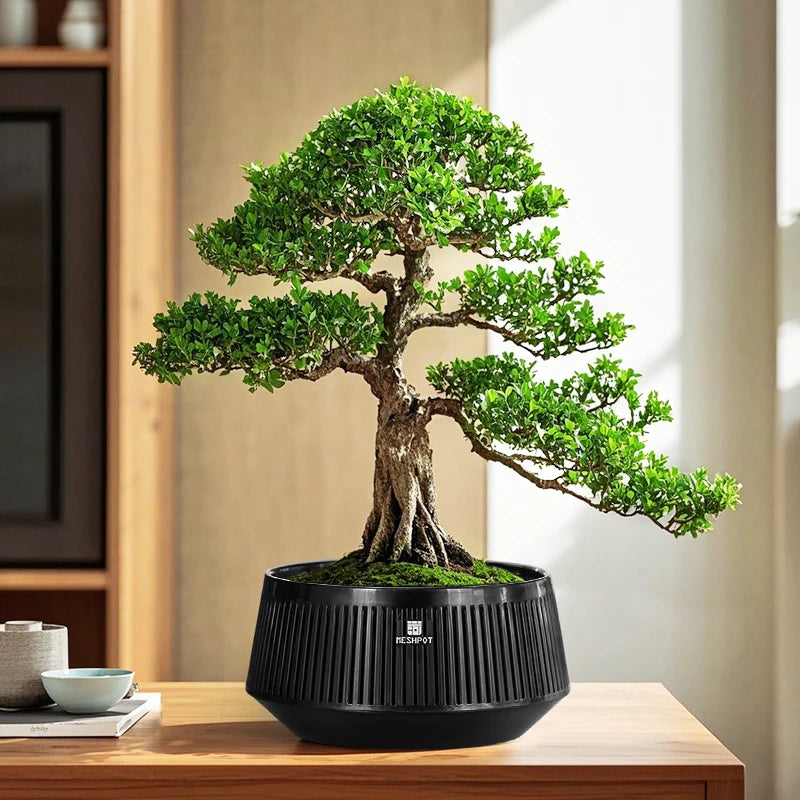 Meshpot Bonsai Pot with Saucer Plastic Flower Pot