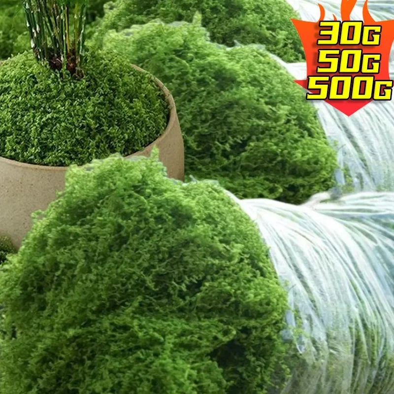 500/30G Eternal Artificial Green Moss Lawn Mini Landscape Fake Grass