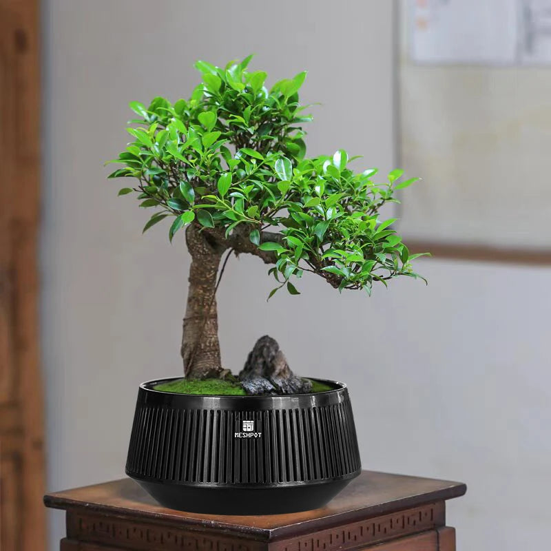 Meshpot Bonsai Pots with Drainage Tray and Excellent Airflow