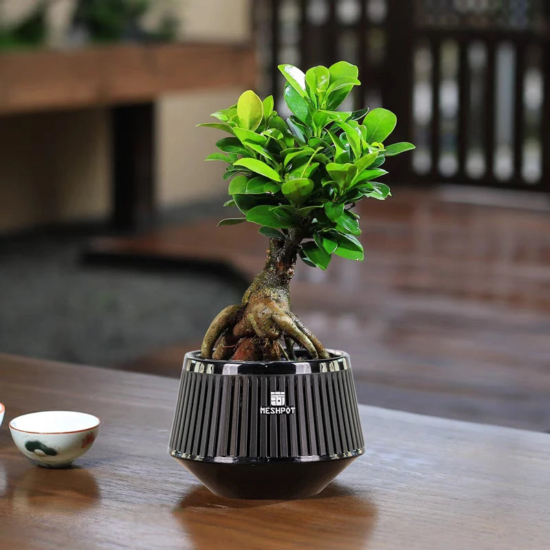 Meshpot Bonsai Pots with Drainage Tray and Excellent Airflow