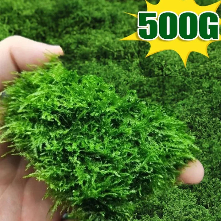 500/30G Eternal Artificial Green Moss Lawn Mini Landscape Fake Grass