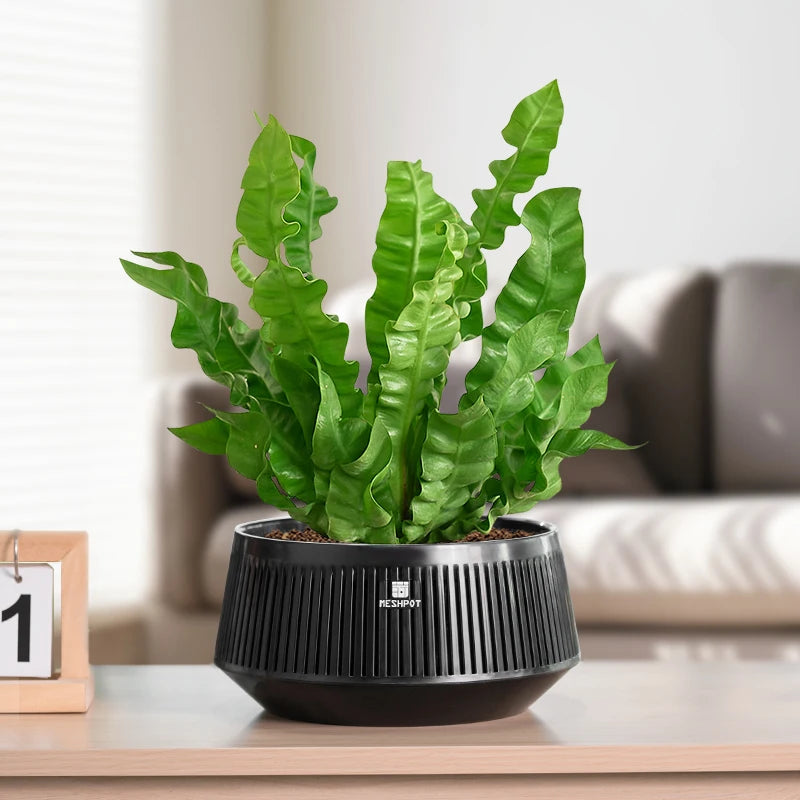 Meshpot Bonsai Pot with Saucer Plastic Flower Pot