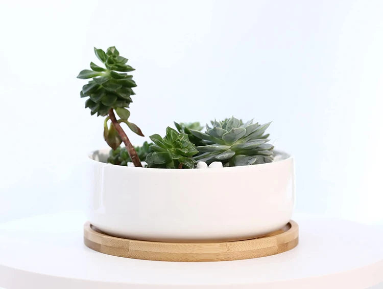 Round White Ceramic Succulent Planter Pot