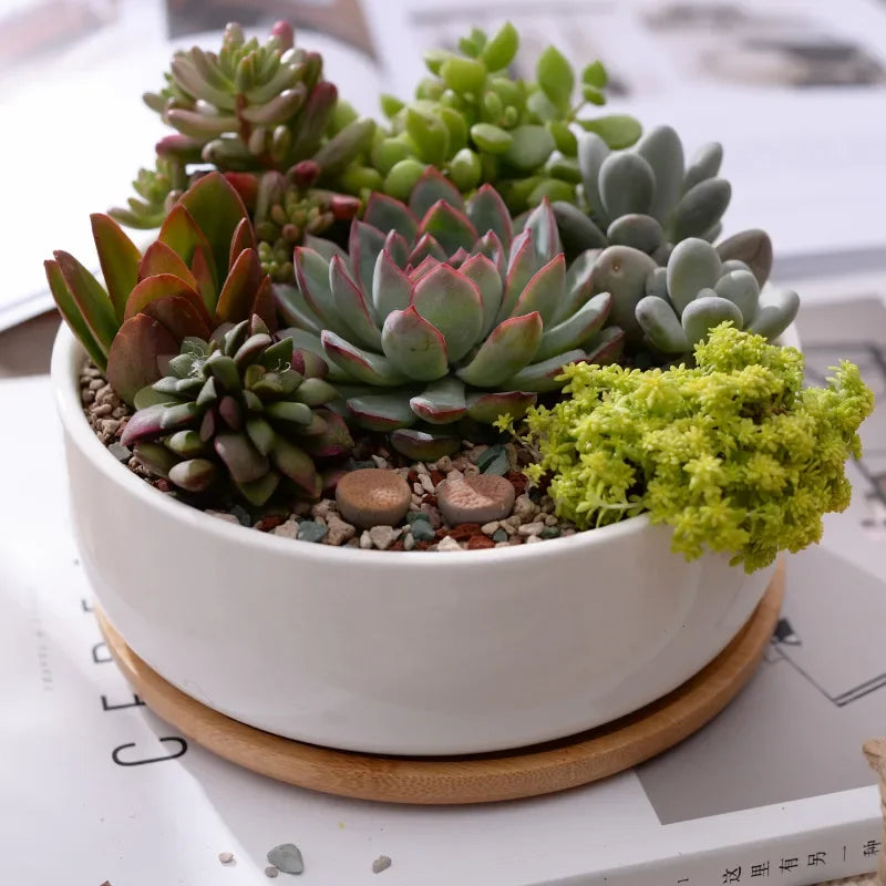 Round White Ceramic Succulent Planter Pot