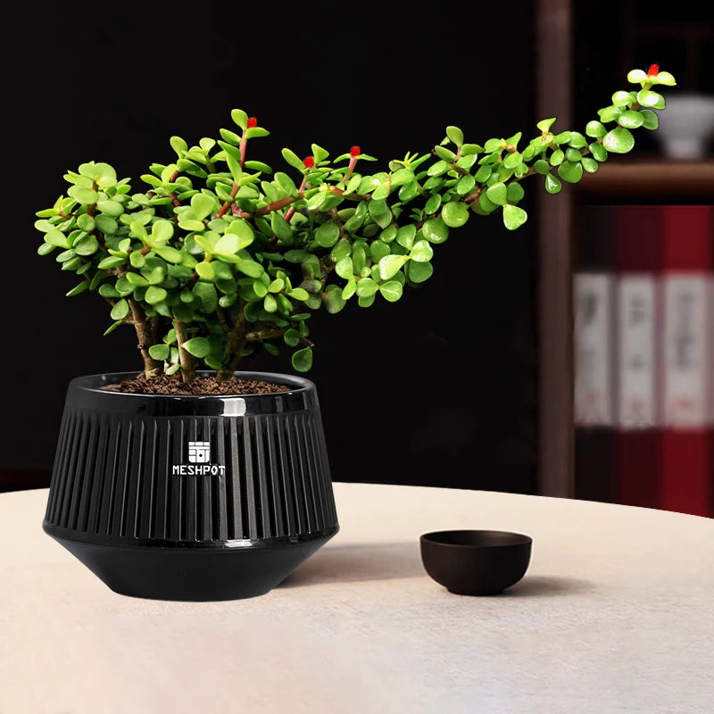 Meshpot Bonsai Pots with Drainage Tray and Excellent Airflow