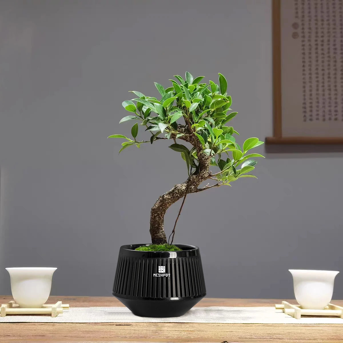 Meshpot Bonsai Pots with Drainage Tray and Excellent Airflow