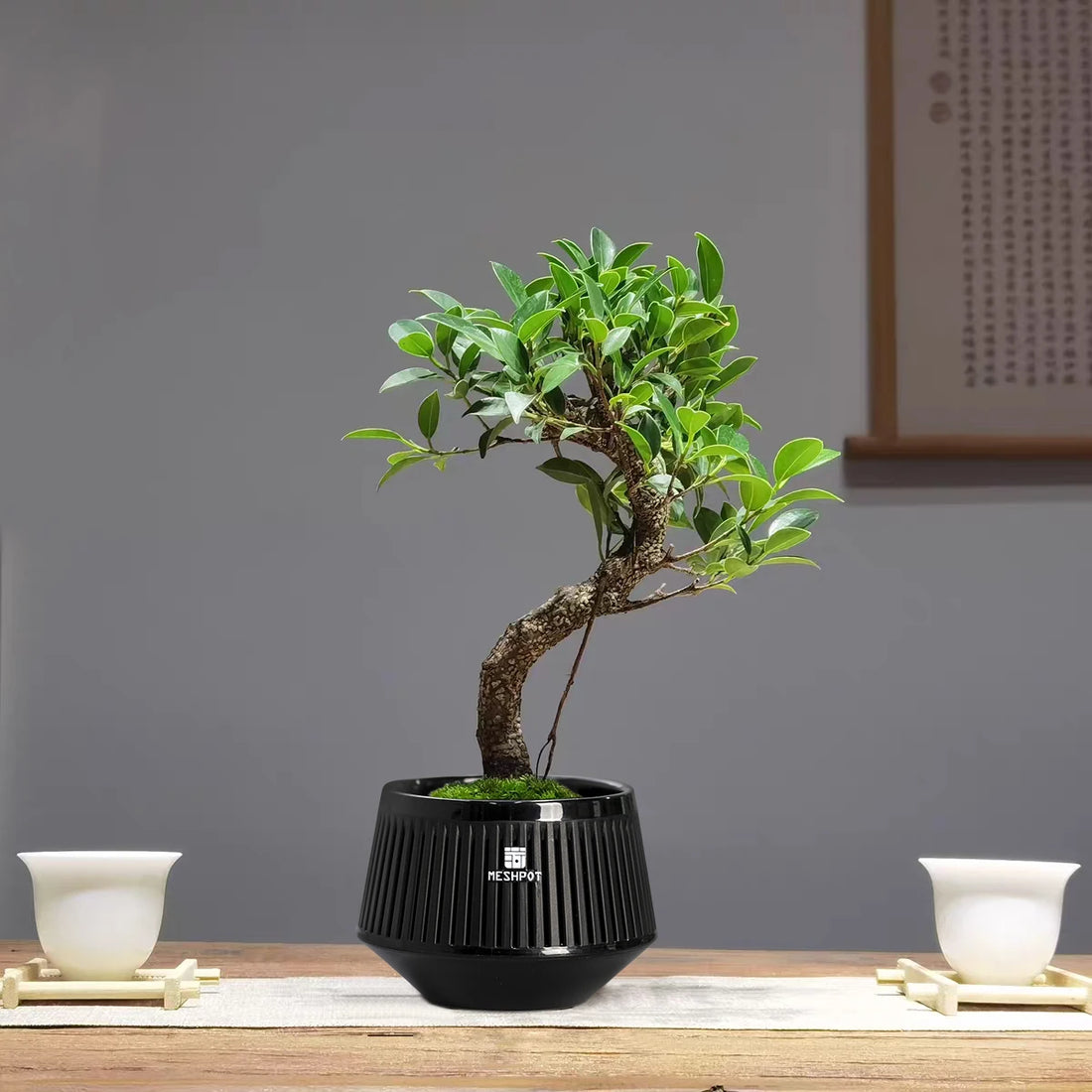 Meshpot Bonsai Pots with Drainage Tray and Excellent Airflow