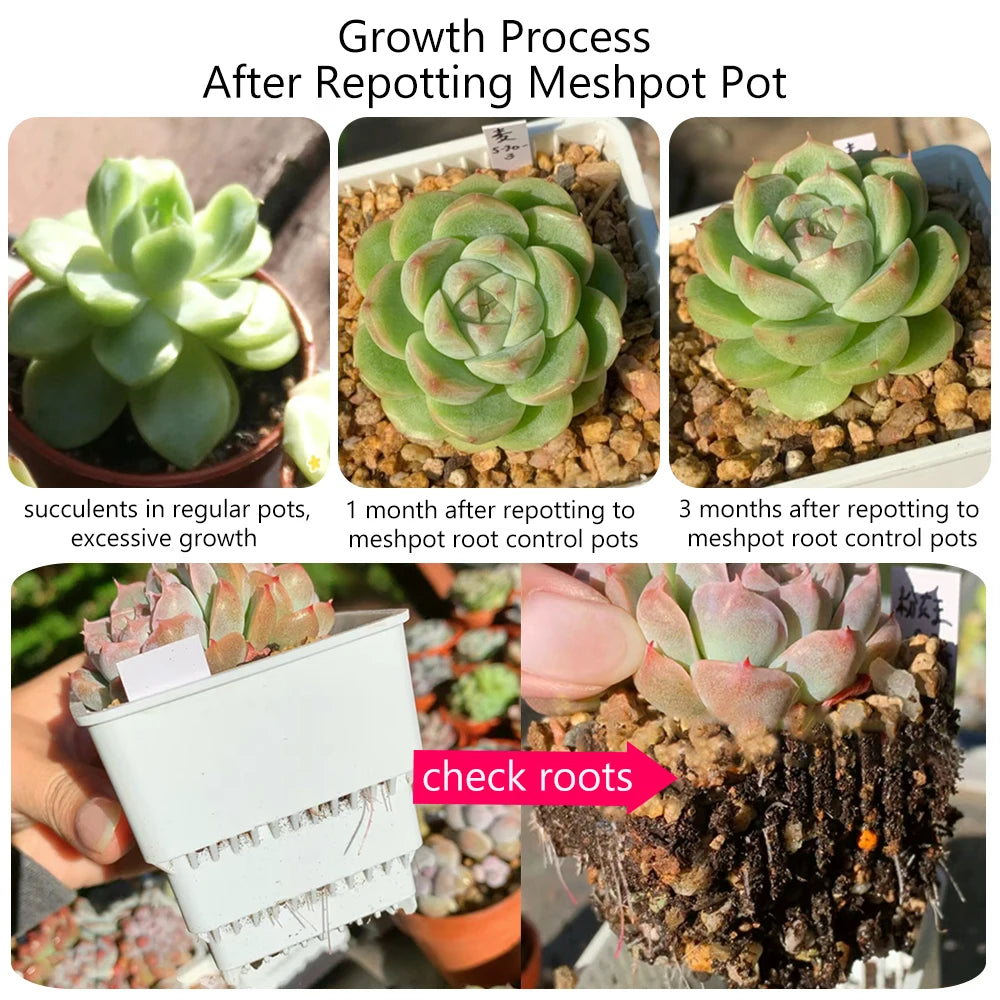Meshpot Succulent Pots Succulent Planters with Tray