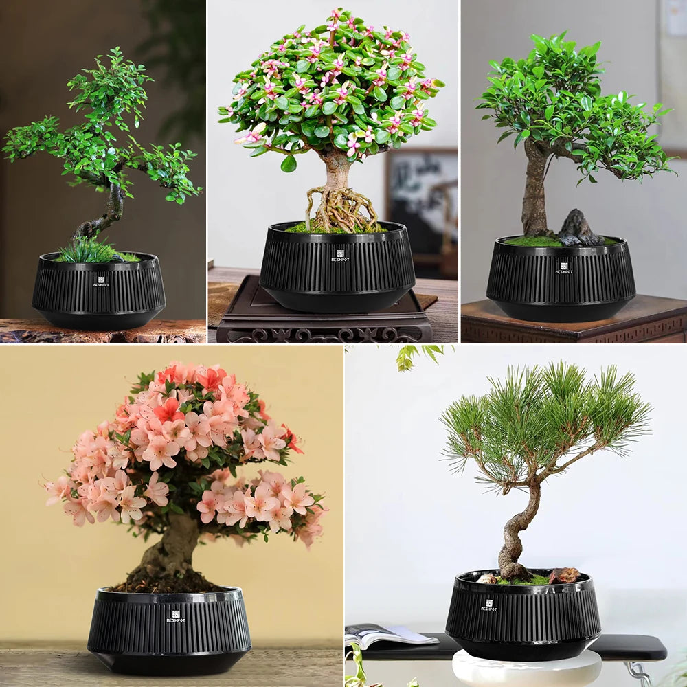 Meshpot Bonsai Pots with Drainage Tray and Excellent Airflow