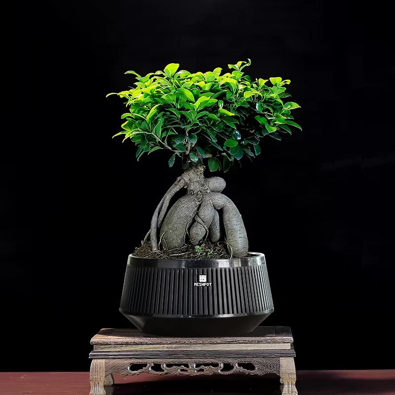 Meshpot Bonsai Pots with Drainage Tray and Excellent Airflow